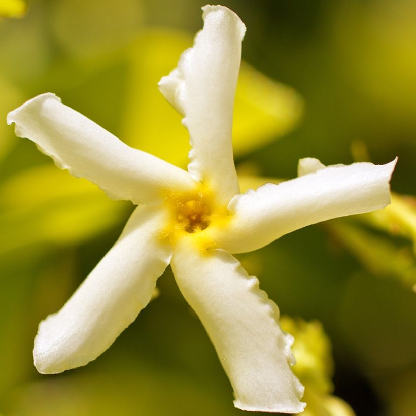 Trachelospermum asiaticum Chili & Vanilla - Faux-jasmin (Bloei)