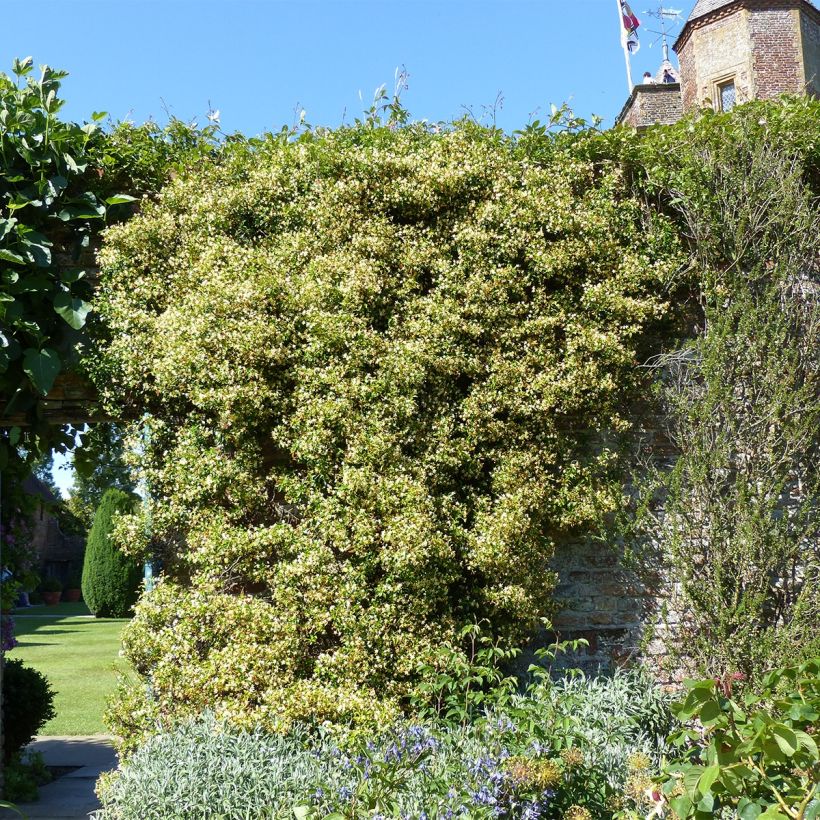 Trachelospermum asiaticum Chili & Vanilla - Faux-jasmin (Groeiplaats)