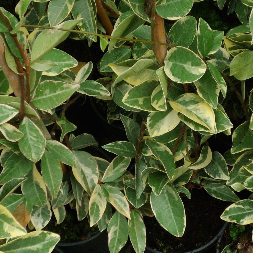 Trachelospermum jasminoides Variegatum - Toscaanse jasmijn (Blad)