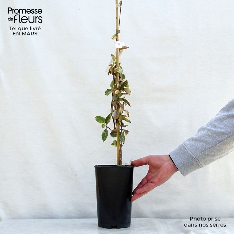 Exemplaar van Trachelospermum jasminoides Variegatum - Toscaanse jasmijn Pot van 2 l/3 l zoals geleverd in de lente
