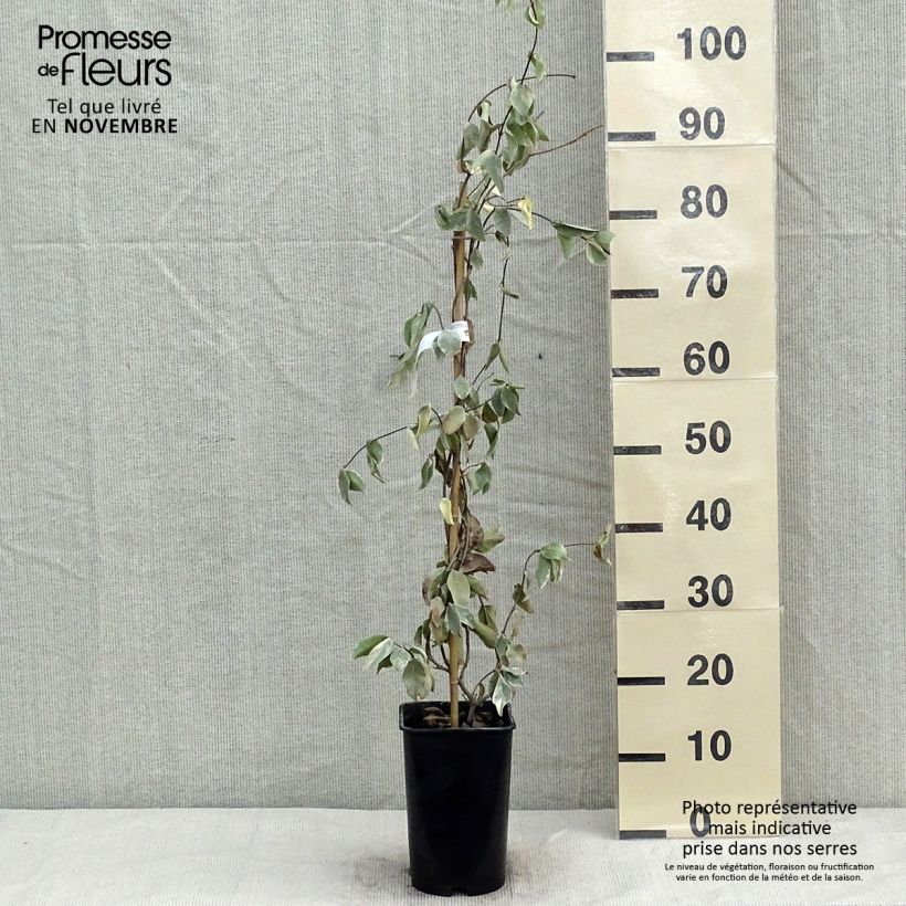 Exemplaar van Trachelospermum jasminoides Variegatum - Toscaanse jasmijn Pot van 2 l/3 l zoals geleverd in de herfst