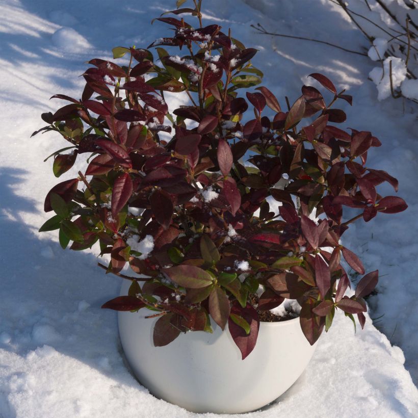 Trachelospermum jasminoides Winter Ruby - Toscaanse jasmijn (Groeiplaats)