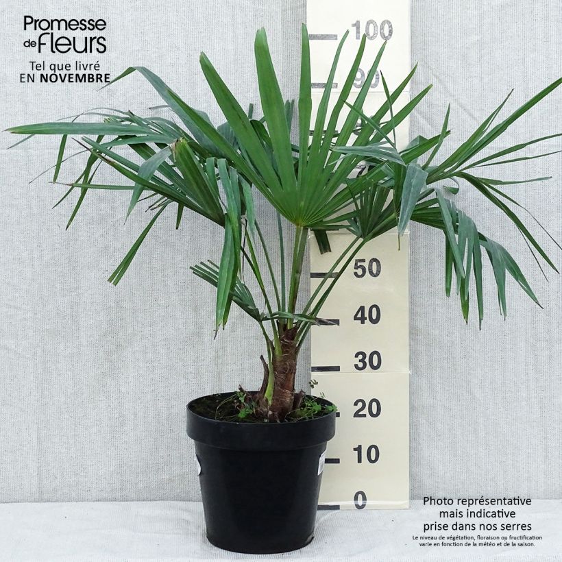 Exemplaar van Trachycarpus fortunei - Chinese waaierpalm Pot van 7,5 l/10 l zoals geleverd in de herfst