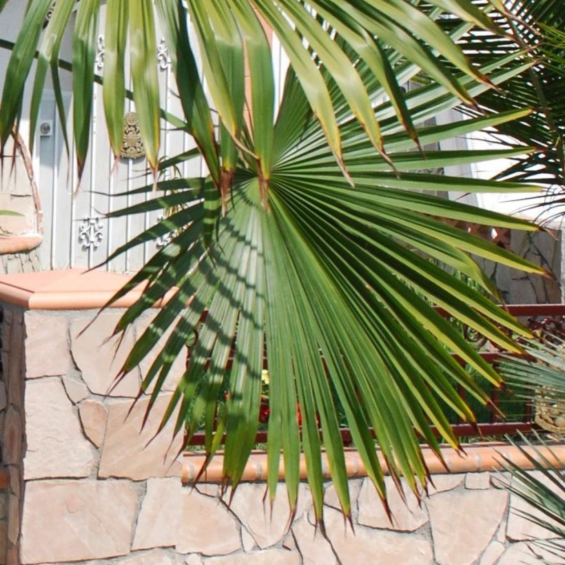 Trachycarpus latisectus - Windamere Palm (Blad)