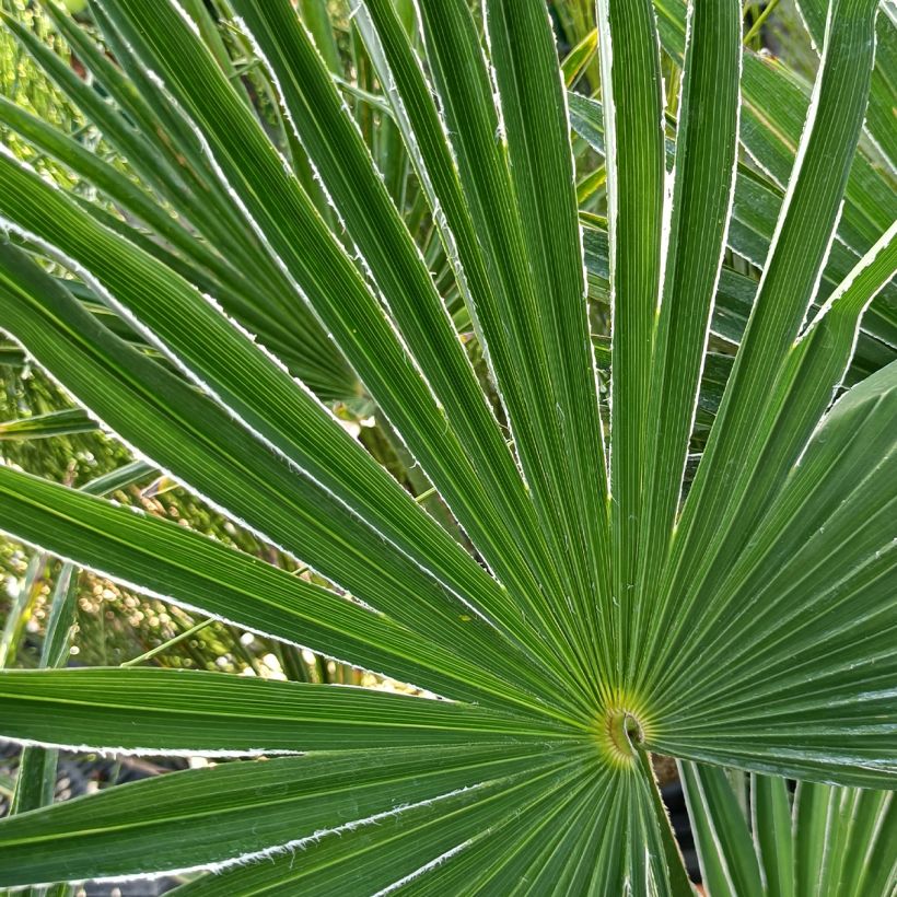 Trachycarpus wagnerianus - Wagnerpalm (Blad)