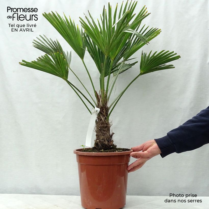 Exemplaar van Trachycarpus wagnerianus - Wagnerpalm Pot van 6 l/7 l zoals geleverd in de lente