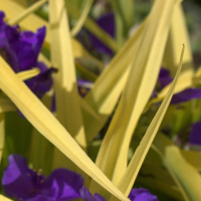Tradescantia andersoniana Blue and Gold - Eendagsbloem (Blad)