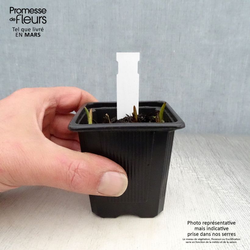 Exemplaar van Tradescantia andersoniana Domaine de Courson - Eendagsbloem Kweekpotje van 8/9 cm zoals geleverd in de lente