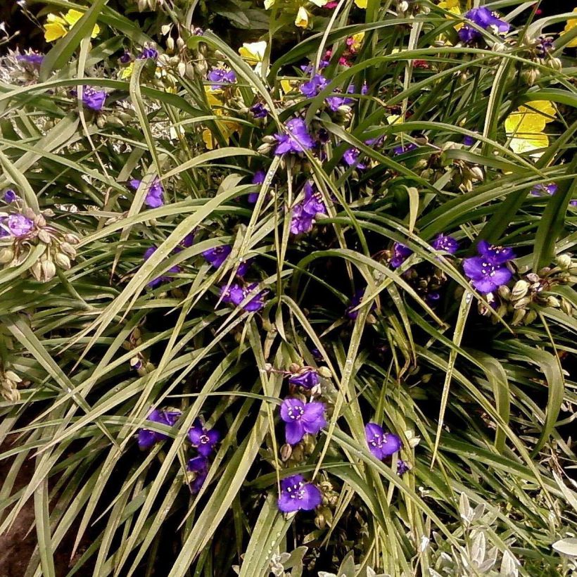 Tradescantia andersoniana Isis - Eéndagsbloem (Groeiplaats)