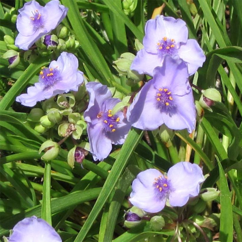 Tradescantia andersoniana Little Doll - Eendagsbloem (Bloei)