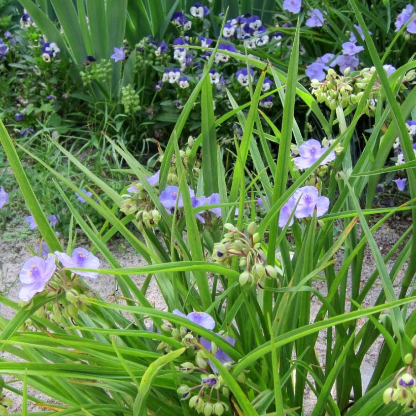 Tradescantia andersoniana Little Doll - Eendagsbloem (Groeiplaats)
