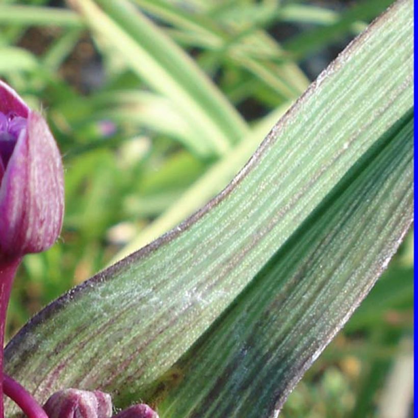 Tradescantia andersoniana Concord Grape - Eendagsbloem (Blad)