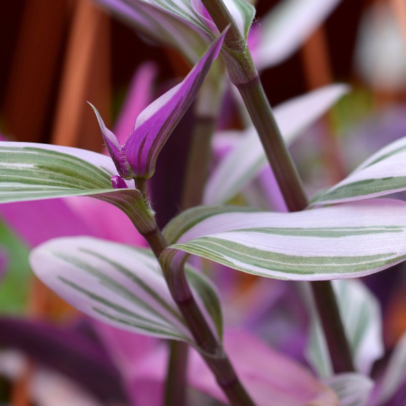 Tradescantia cerinthoides Sweetness - Vaderplant (Blad)