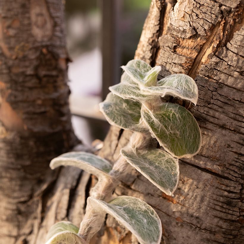 Tradescantia sillamontana - Vaderplant (Groeiplaats)