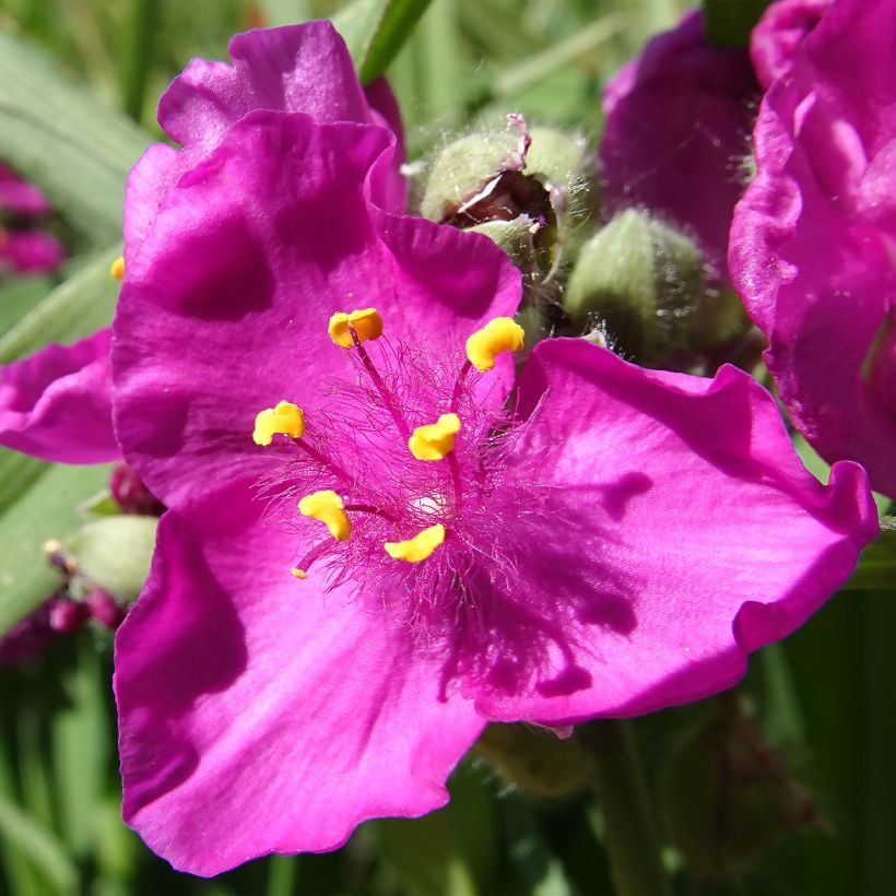 Tradescantia virginiana Brevicaulis - Eendagsbloem (Bloei)