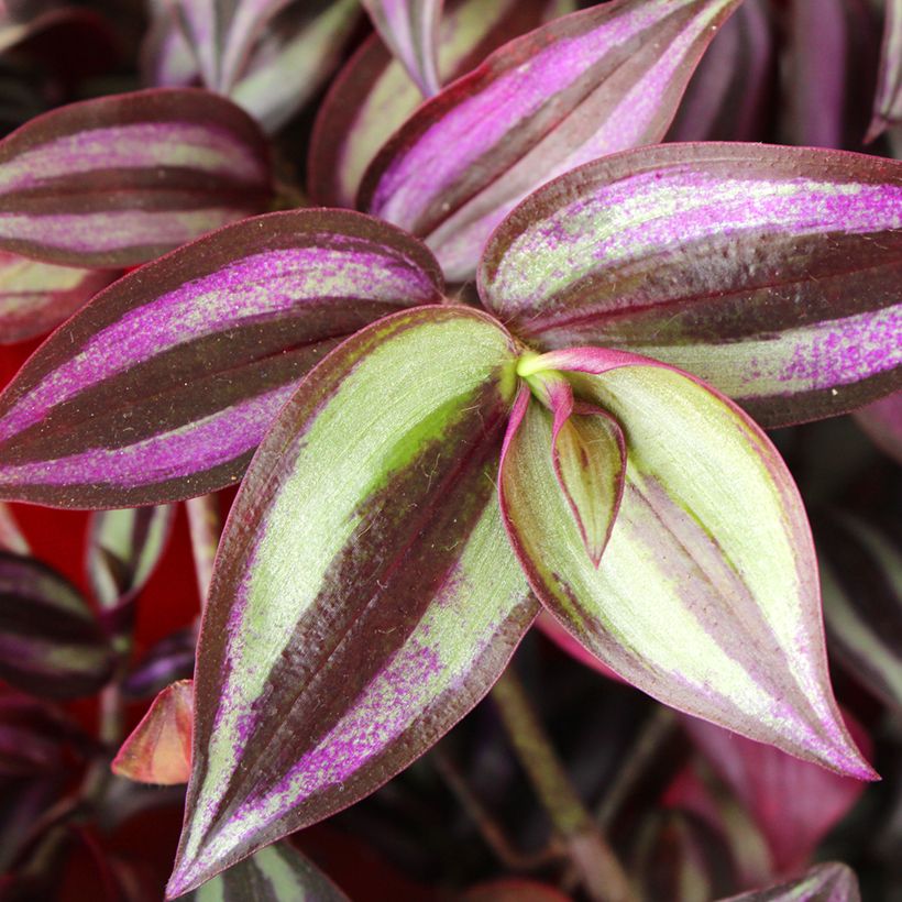 Tradescantia zebrina Pink Joy - Vaderplant (Blad)