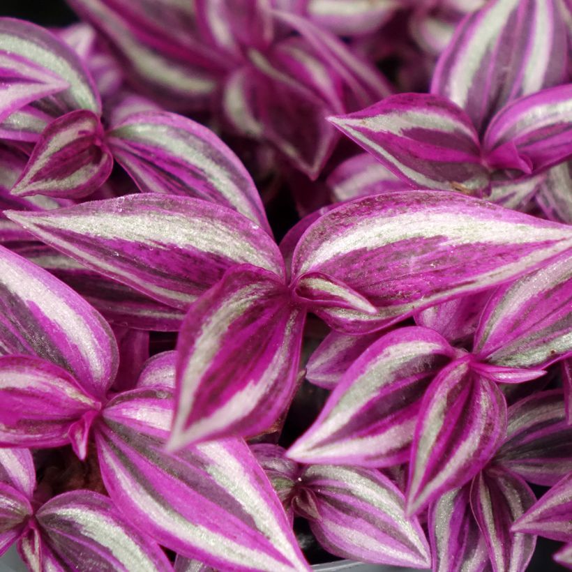 Tradescantia zebrina Pink Paradise - Vaderplant (Blad)
