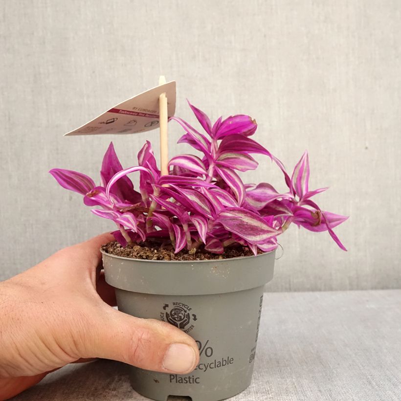 Exemplaar van Tradescantia zebrina Pink Paradise - Vaderplant Pot van 12 cm / 13 cm zoals geleverd in de lente