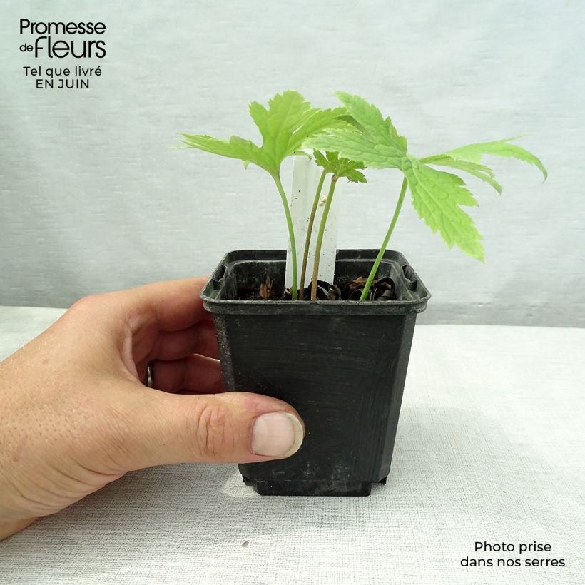 Exemplaar van Trautvetteria caroliniensis Kweekpotje van 8/9 cm zoals geleverd in de zomer