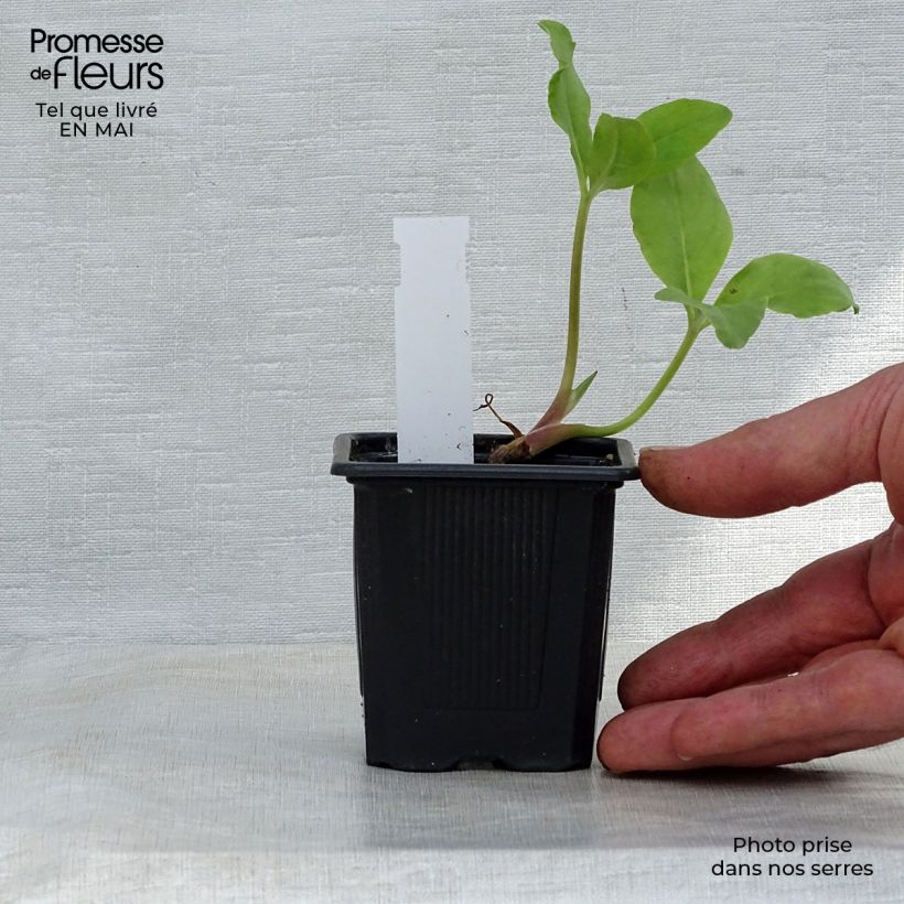 Exemplaar van Menyanthes trifoliata - Waterdrieblad Kweekpotje van 8/9 cm zoals geleverd in de lente