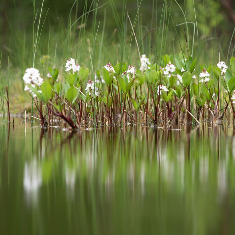 Menyanthes trifoliata - Waterdrieblad (Groeiplaats)