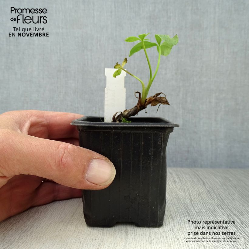 Exemplaar van Menyanthes trifoliata - Waterdrieblad Kweekpotje van 8/9 cm zoals geleverd in de herfst