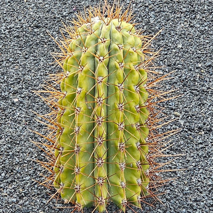 Leucostele terscheckii - Argentijnse saguaro (Groeiplaats)
