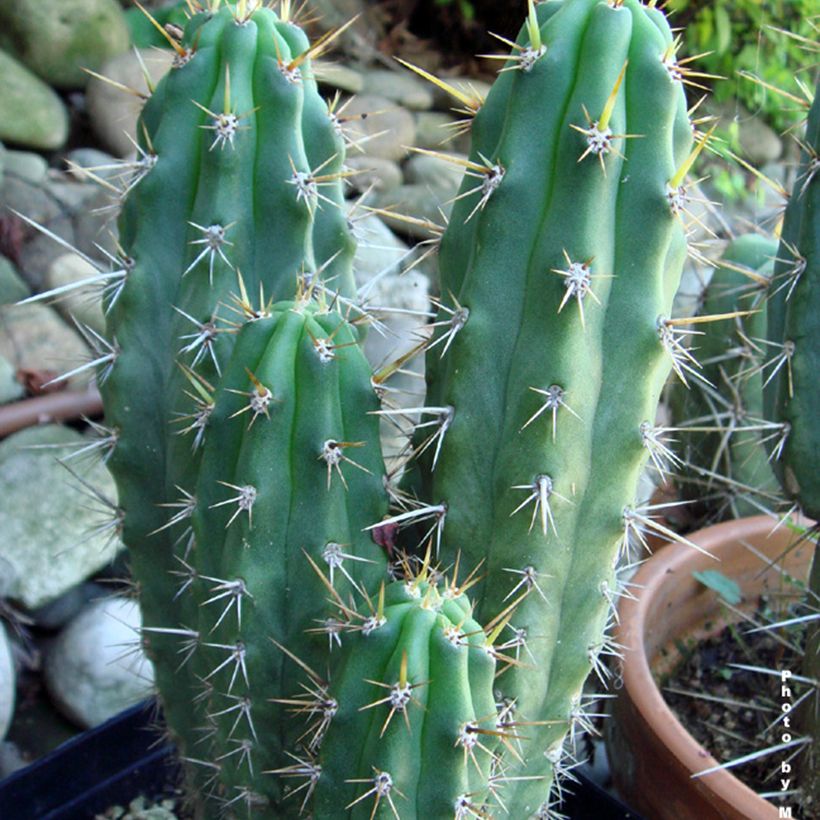 Trichocereus cuzcoensis - Cuzco-cactus (Blad)