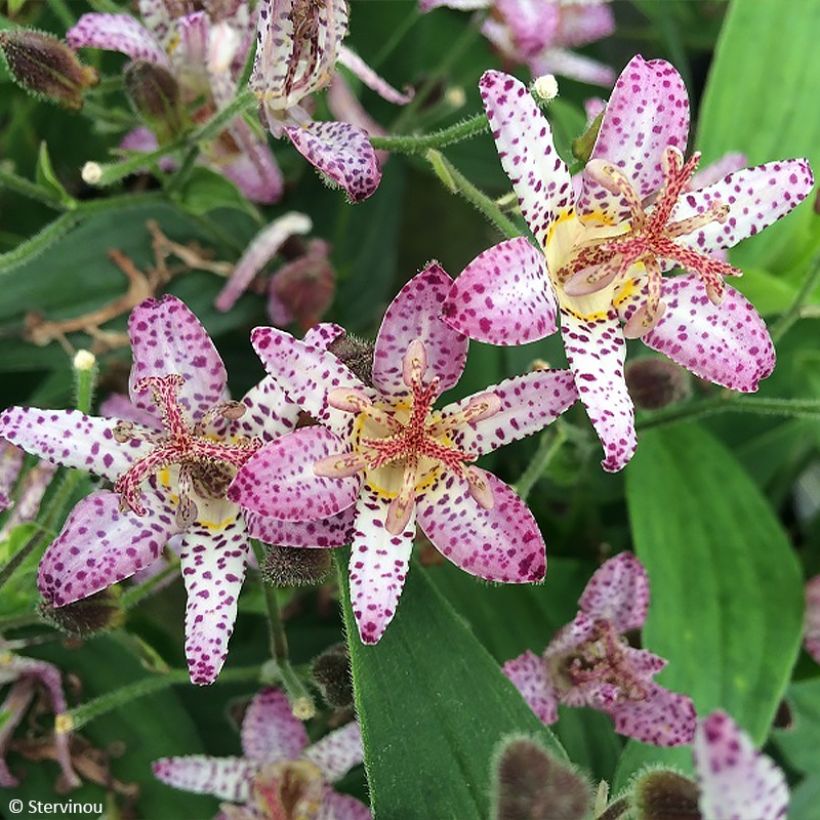 Tricyrtis formosana Pink Freckles - Paddenlelie (Bloei)