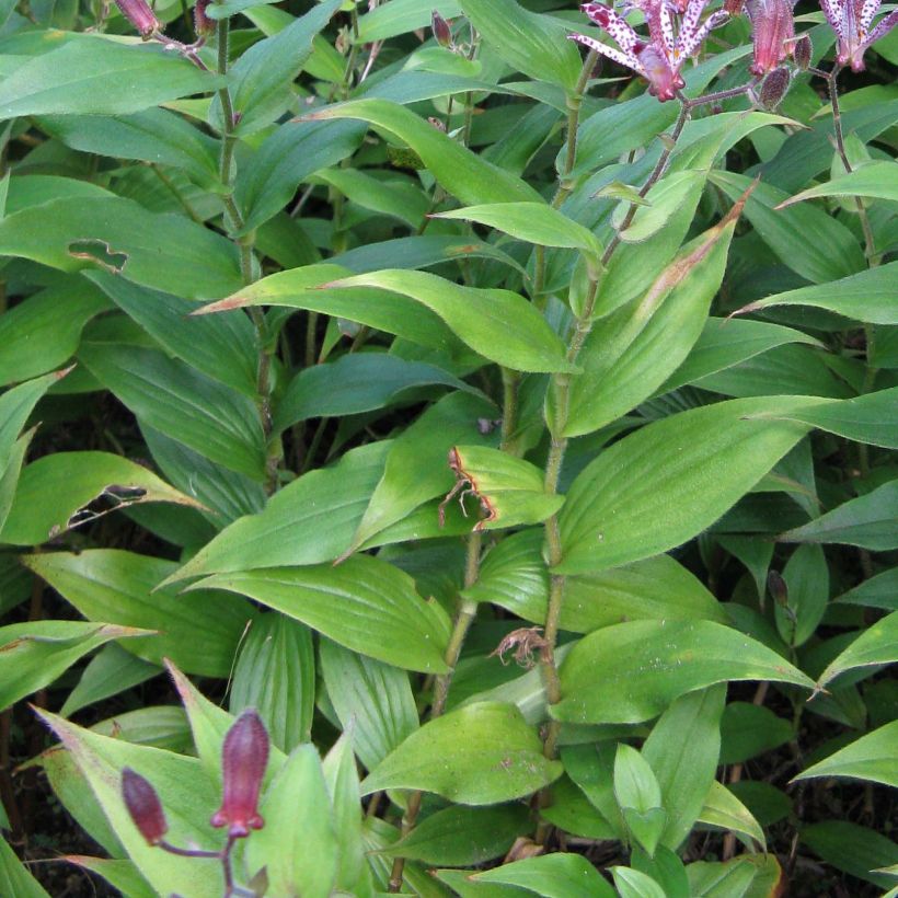 Tricyrtis Sinonome - Paddenlelie (Blad)