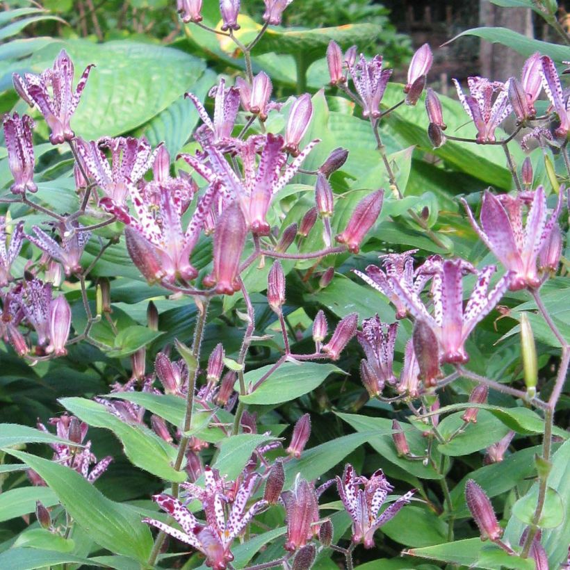 Tricyrtis Sinonome - Paddenlelie (Bloei)