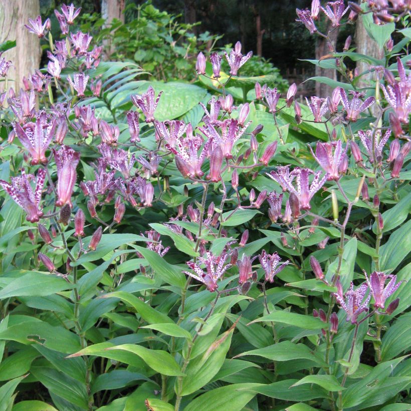 Tricyrtis Sinonome - Paddenlelie (Groeiplaats)
