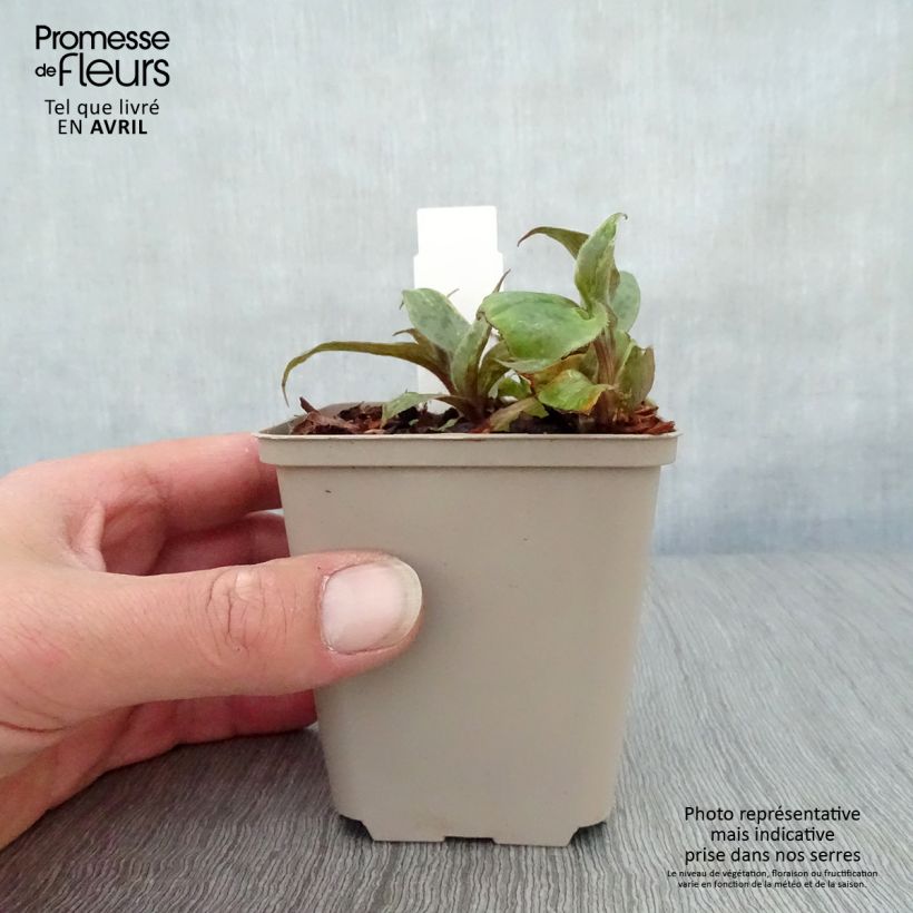 Exemplaar van Tricyrtis Sinonome - Paddenlelie Kweekpotje van 8/9 cm zoals geleverd in de lente