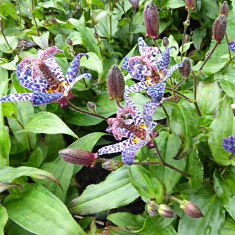Tricyrtis formosana Dark Beauty - Paddenlelie (Bloei)