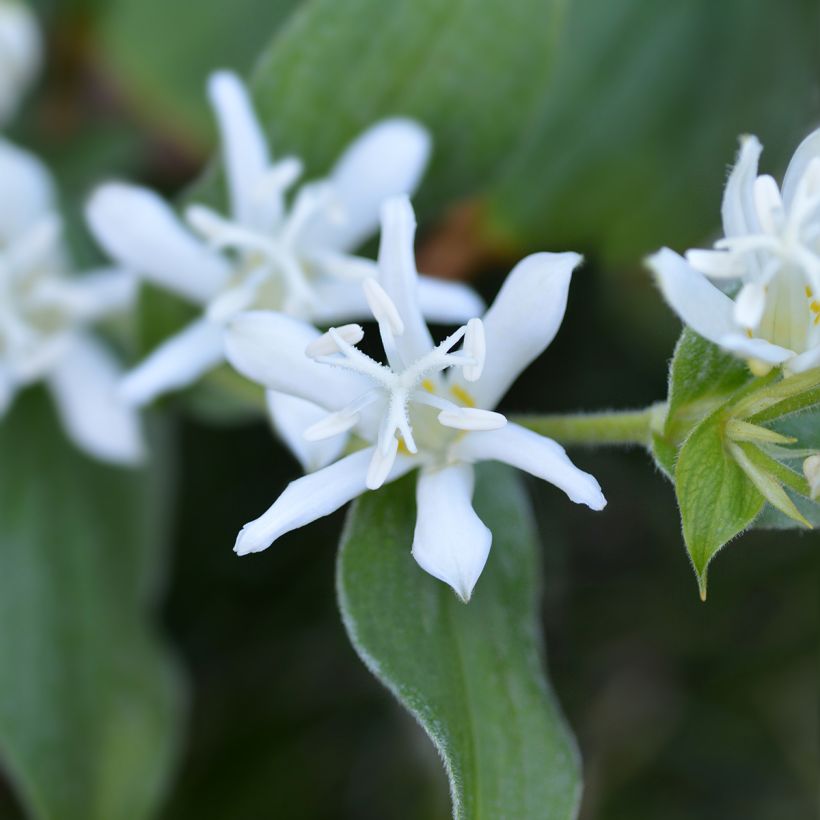 Lis Orchidée - Tricyrtis hirta Alba (Bloei)