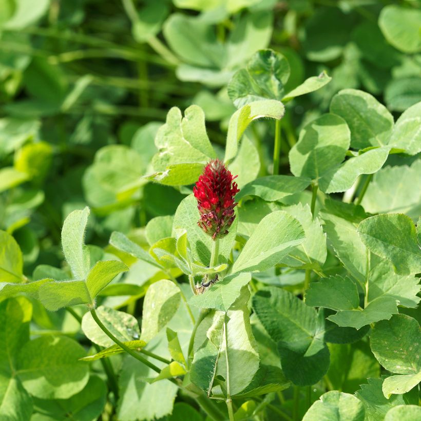 Inkarnaatklaver groenbemester - Trifolium incarnatum (Blad)