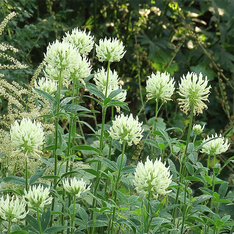Trifolium ochroleucon - Geelwitte klaver (Bloei)