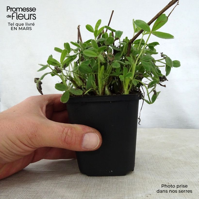 Exemplaar van Trifolium ochroleucon - Geelwitte klaver Kweekpotje van 8/9 cm zoals geleverd in de lente