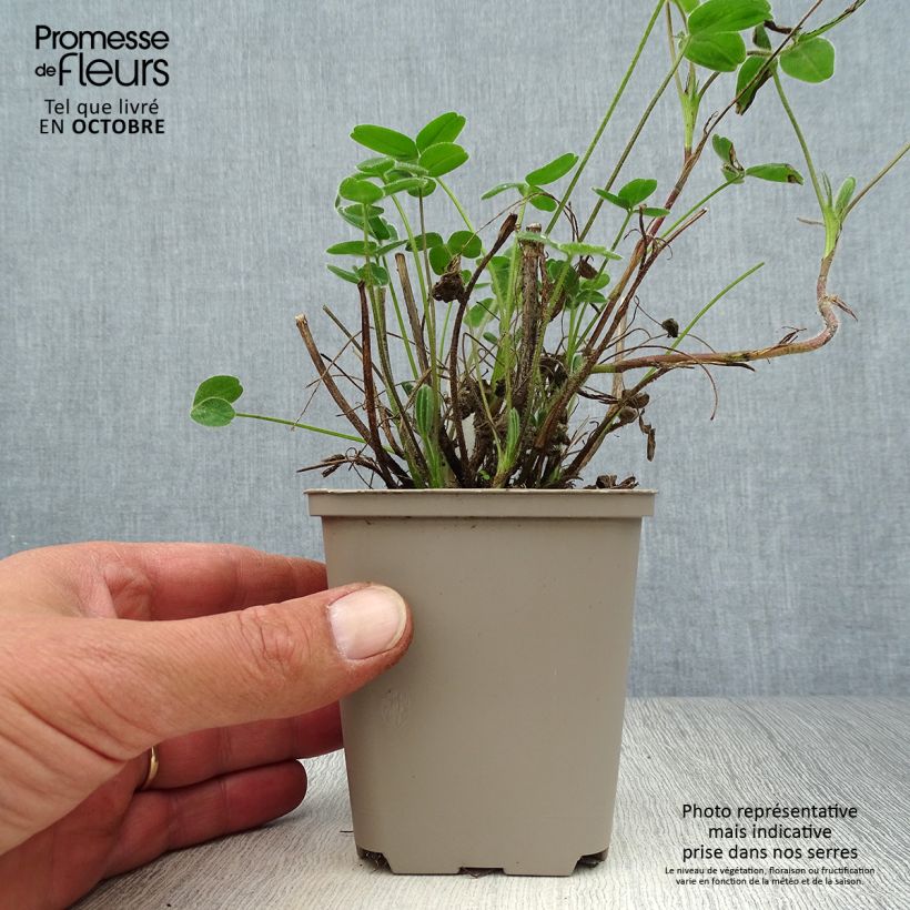 Exemplaar van Trifolium ochroleucon - Geelwitte klaver Kweekpotje van 8/9 cm zoals geleverd in de herfst