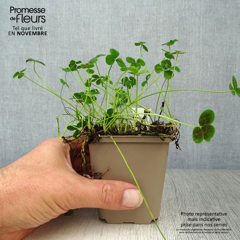 Exemplaar van Trifolium repens Pentaphyllum - Witte klaver Kweekpotje van 8/9 cm zoals geleverd in de herfst