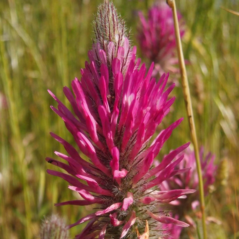 Trifolium rubens - Purperen klaver (Bloei)