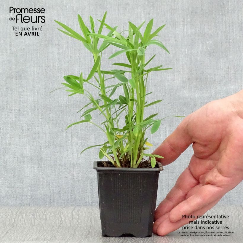 Exemplaar van Trifolium rubens - Purperen klaver Kweekpotje van 8/9 cm zoals geleverd in de lente