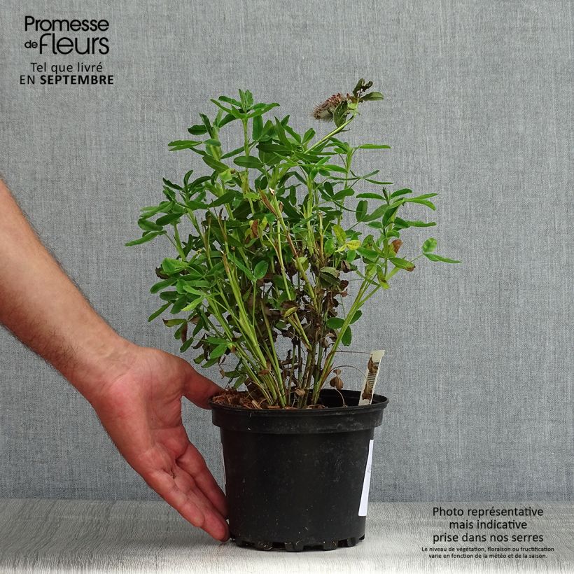 Exemplaar van Trifolium rubens - Purperen klaver Pot van 2 l/3 l zoals geleverd in de zomer
