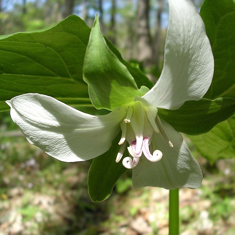 Trillium flexipes - Drieblad (Bloei)