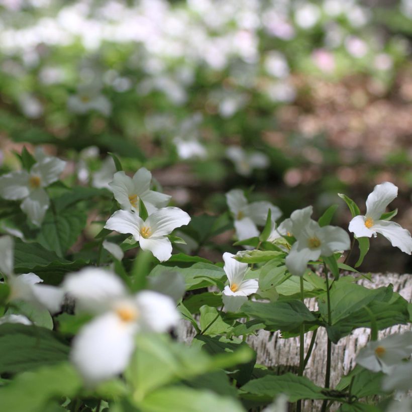 Trillium flexipes - Drieblad (Groeiplaats)