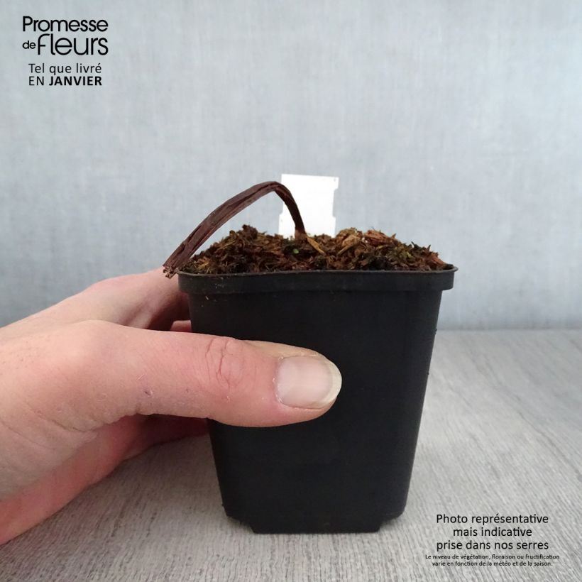 Exemplaar van Trillium flexipes - Drieblad Kweekpotje van 8/9 cm zoals geleverd in de winter