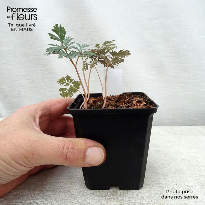 Exemplaar van Trillium flexipes - Drieblad Kweekpotje van 8/9 cm zoals geleverd in de lente