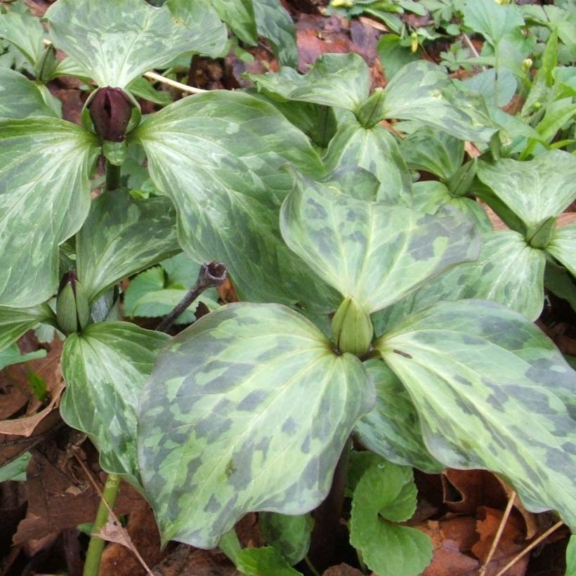 Trillium recurvatum (Blad)