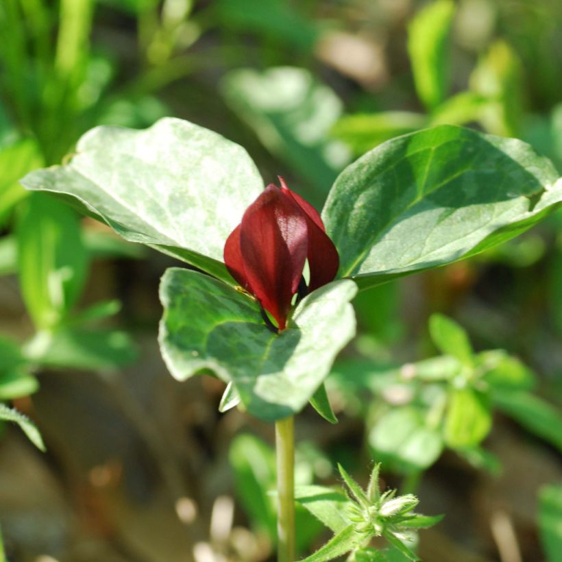 Trillium recurvatum (Bloei)