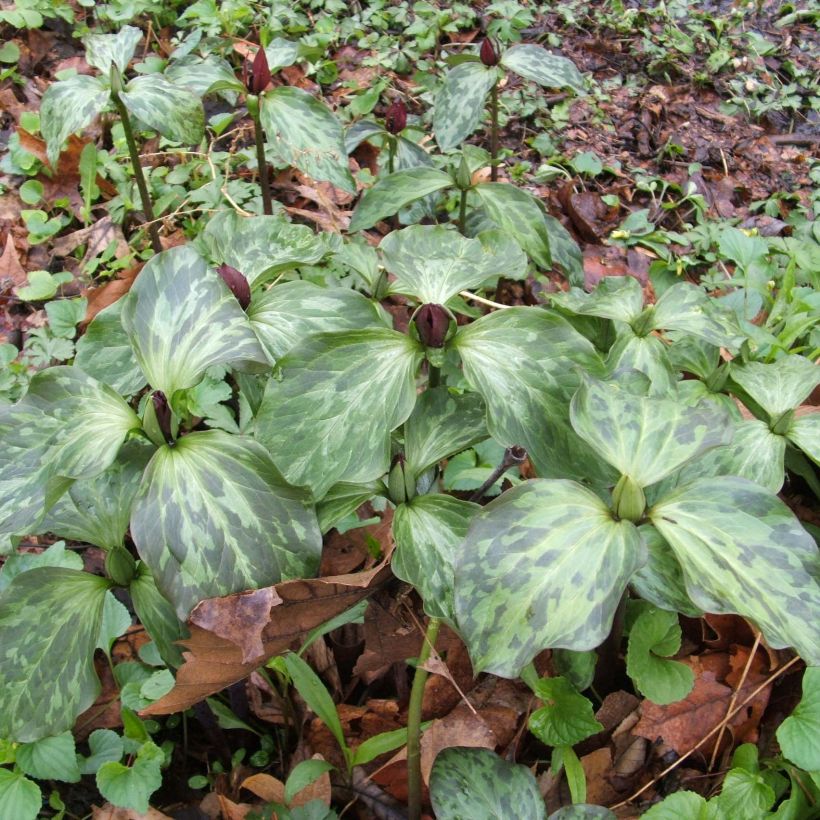 Trillium recurvatum (Groeiplaats)